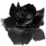 BlackRose Fabrication and Design